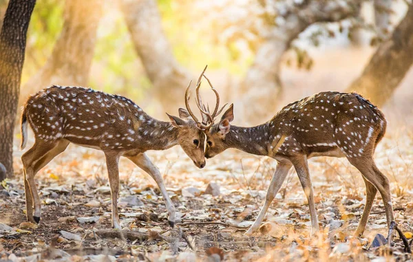 Zwei Rehe bekämpfen sich — Stockfoto