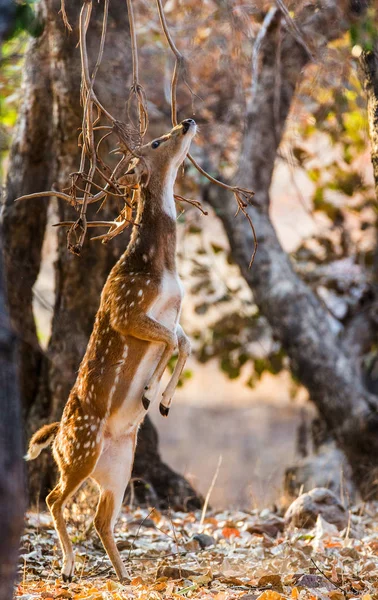 Cervo in piedi sulle zampe posteriori — Foto Stock
