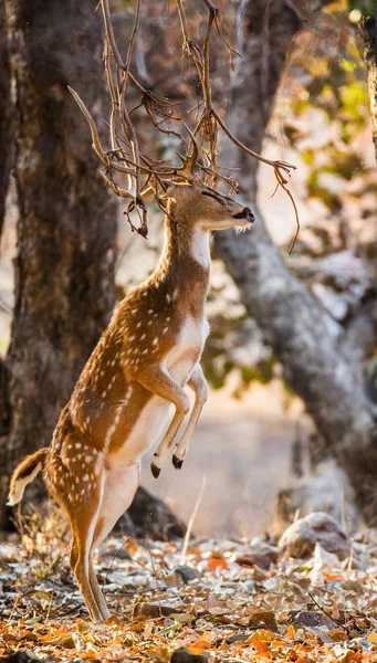 Deer standing on hind legs — Stock Photo, Image