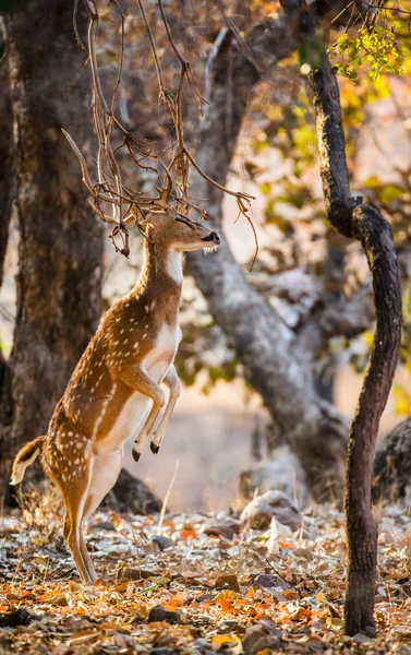 Veado em pé sobre as pernas traseiras — Fotografia de Stock