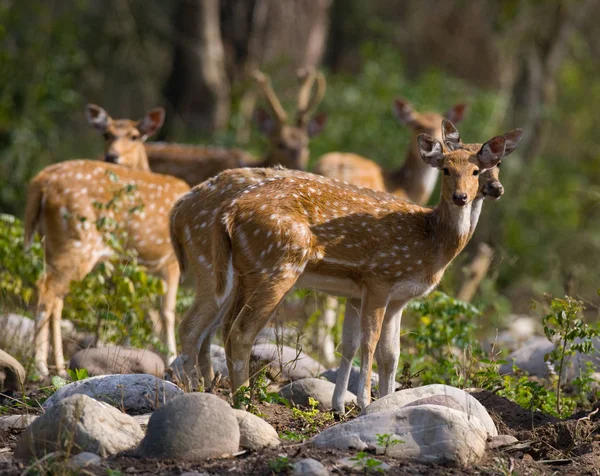 Groupe de cerfs dans la nature . — Photo