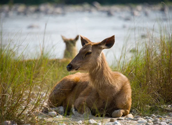 Jeleń, leżącego na brzegu rzeki w trawie — Zdjęcie stockowe