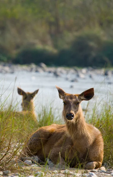 Cervo sdraiato sulla riva del fiume in erba — Foto Stock