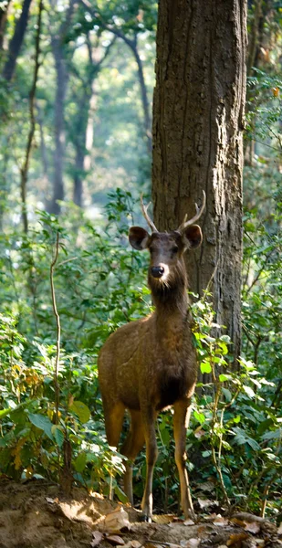 Ciervos en la selva, en la naturaleza — Foto de Stock