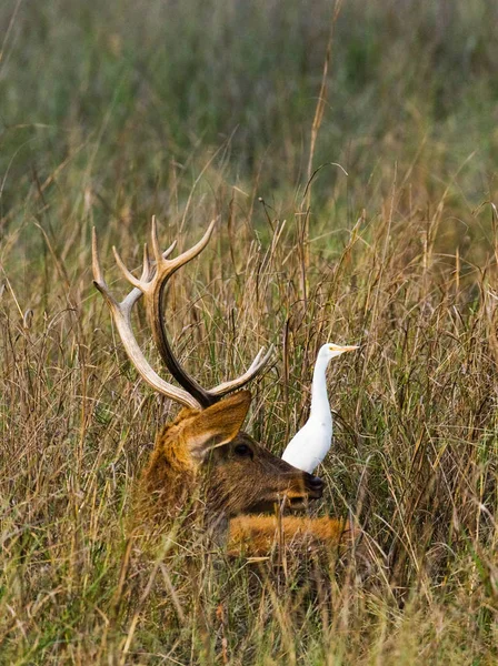 Rådjur med vackra horn i gräs — Stockfoto