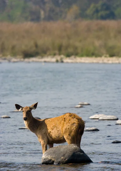 Rehe stehen im Wasser — Stockfoto