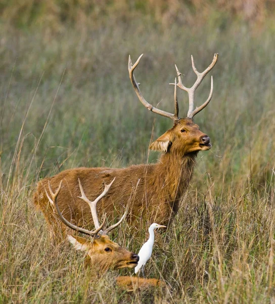 Rådjur med vackra horn i gräs — Stockfoto