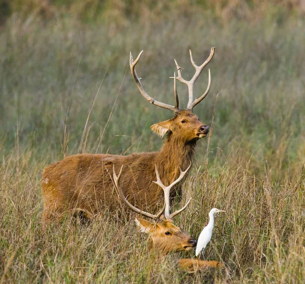 Cerf avec de belles cornes dans l'herbe — Photo
