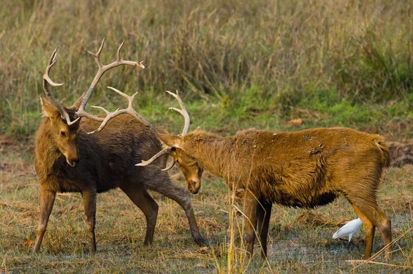 Två rådjur slåss mot varandra — Stockfoto