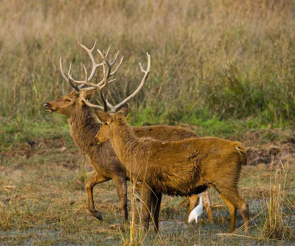 Ciervo con cuernos hermosos en la hierba — Foto de Stock