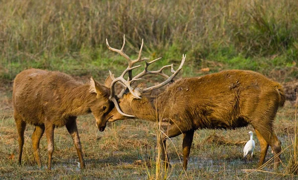 お互いに戦う二頭の鹿 — ストック写真