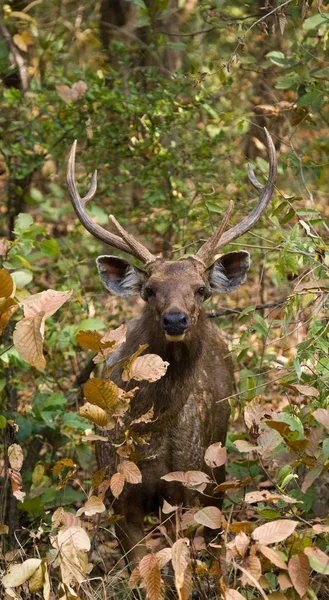 Cerfs dans la jungle, dans la nature — Photo