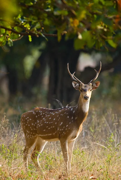 Hert in de jungle, in het wild — Stockfoto