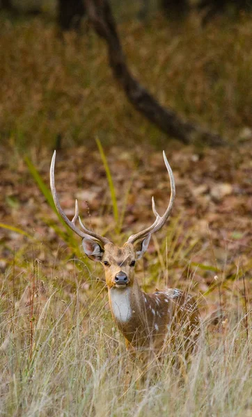 Deer with beautiful horns in grass — Stock Photo, Image