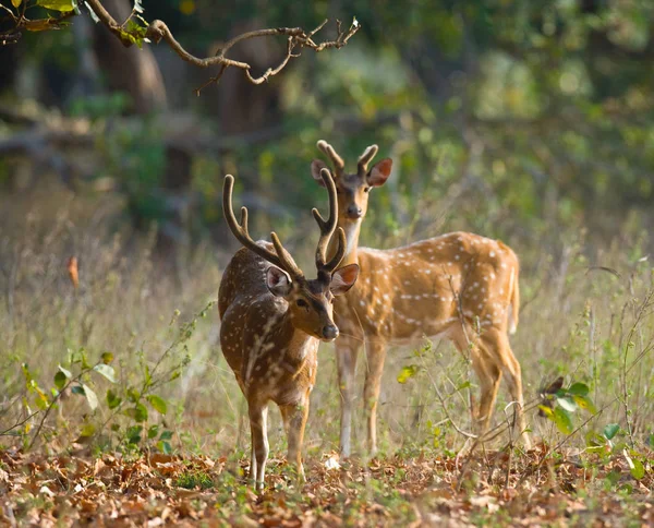 Cerfs debout dans la jungle — Photo