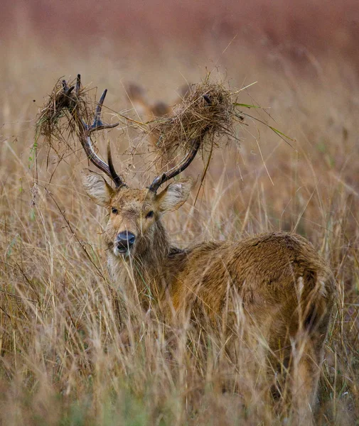 Çim güzel boynuzlu geyik 