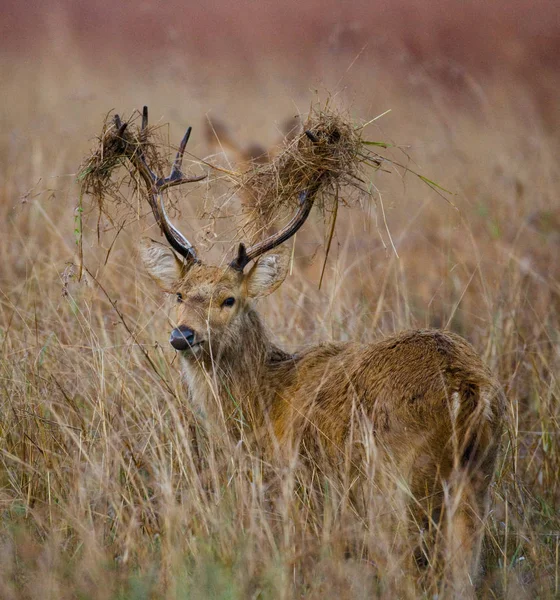 Deer with beautiful horns in grass