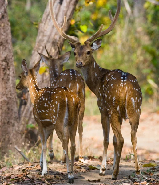 Group of deer in jungle — Stock Photo, Image