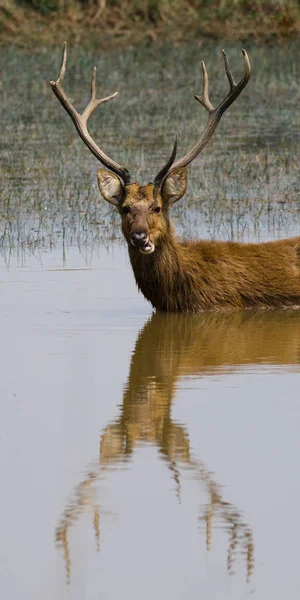 Ciervo con hermosos cuernos en el agua — Foto de Stock