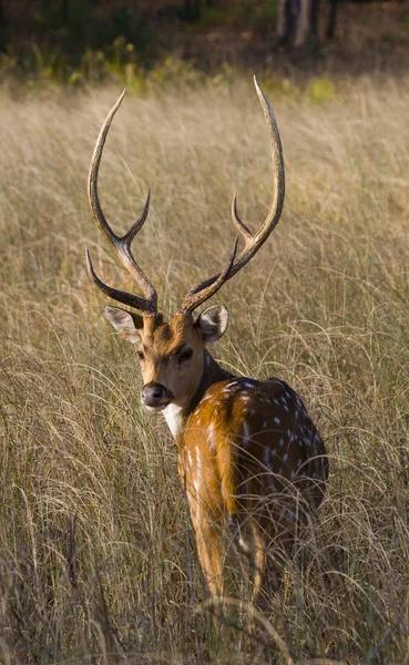 Rådjur med vackra horn i gräs — Stockfoto