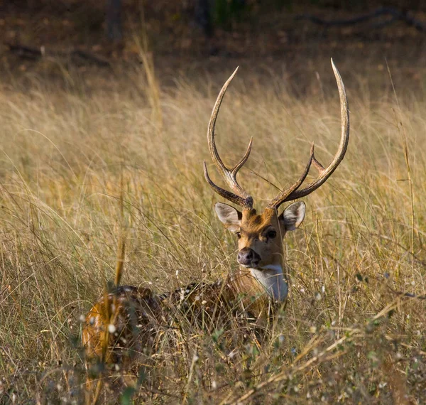 Cerf avec de belles cornes dans l'herbe — Photo