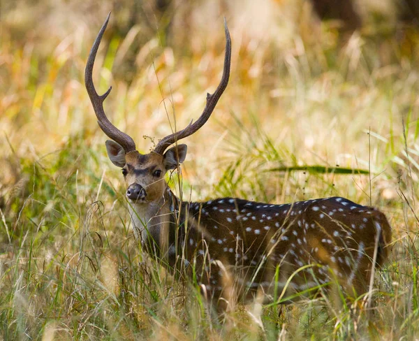 Çim güzel boynuzlu geyik 
