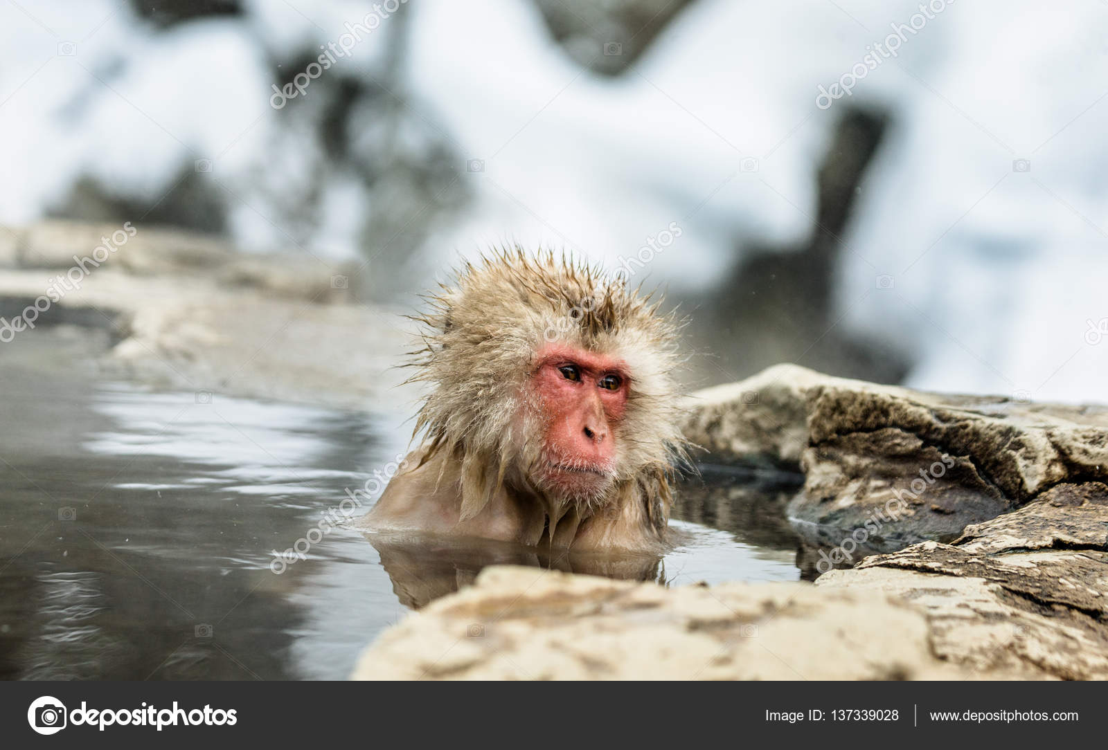 水でサルの肖像画 ストック写真 C Gudkovandrey 水でサルの肖像画 ストック写真 C Gudkovandrey