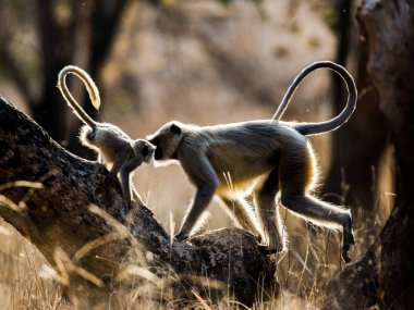Anne ve bebek Langur maymunlar 