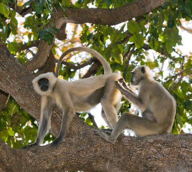 İki Langur maymun ağaçta oturuyor.