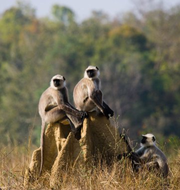 Termit üzerinde oturan langur maymunlar