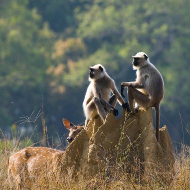 Termit üzerinde oturan langur maymunlar