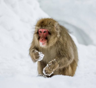 Japon makak ayakta karda. 
