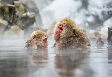 Kaplıca suda Japon makak.