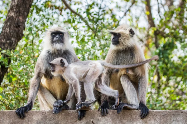 Singes Langur assis sur une clôture — Photo