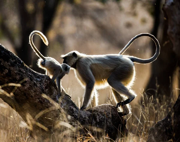 Mor och barn Langur apor — Stockfoto