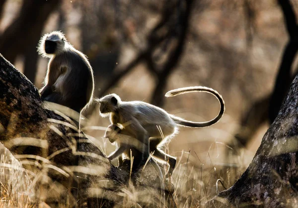 랑구르 원숭이의 그룹 — 스톡 사진