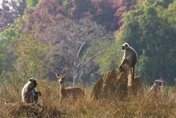 Opic Langur sedí na termitišti — Stock fotografie