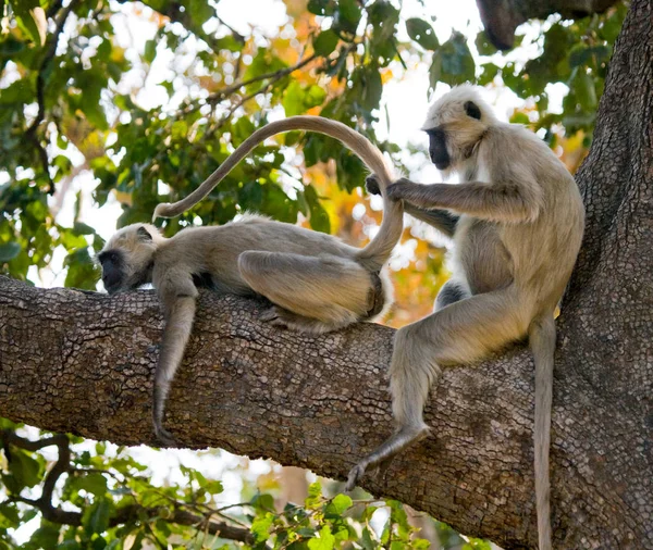दो लैंगूर बंदर पेड़ पर बैठे . — स्टॉक फ़ोटो, इमेज