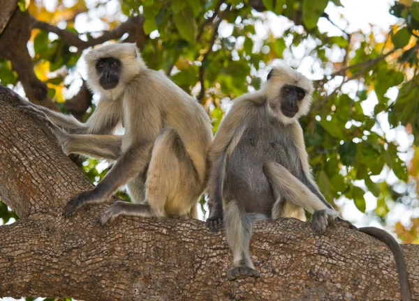 Deux singes Langur assis sur l'arbre . — Photo