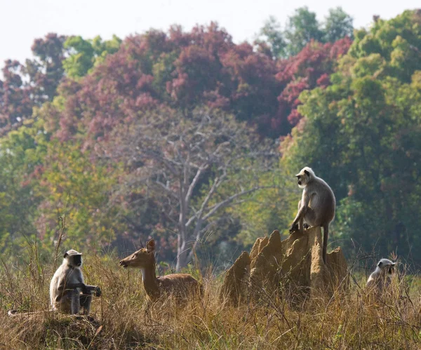 Langur apen zittend op termiet heuvel — Stockfoto