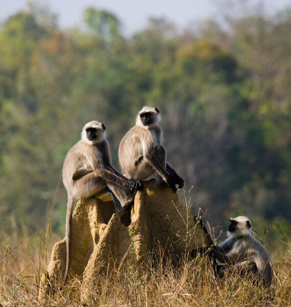 Langur monkeys sitting on termite mound