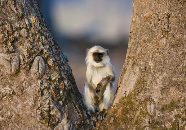 Singe Langur assis sur l'arbre. — Photo