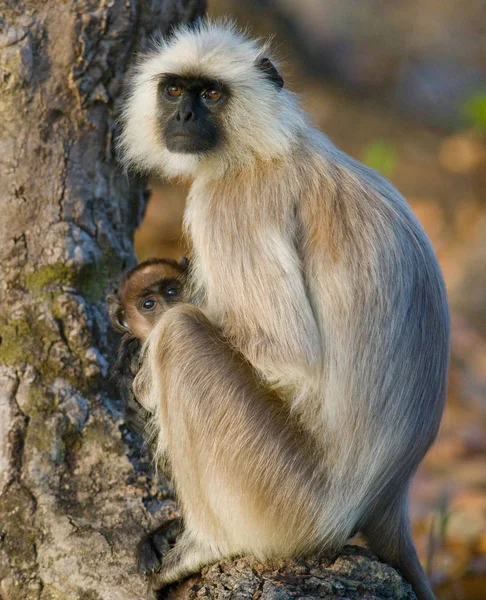 Mor och barn Langur apor — Stockfoto