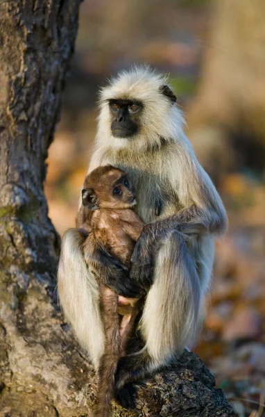 Mor och barn Langur apor — Stockfoto