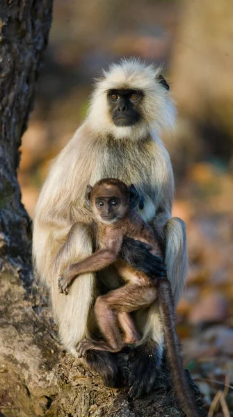 Madre y bebé Langur Monos —  Fotos de Stock