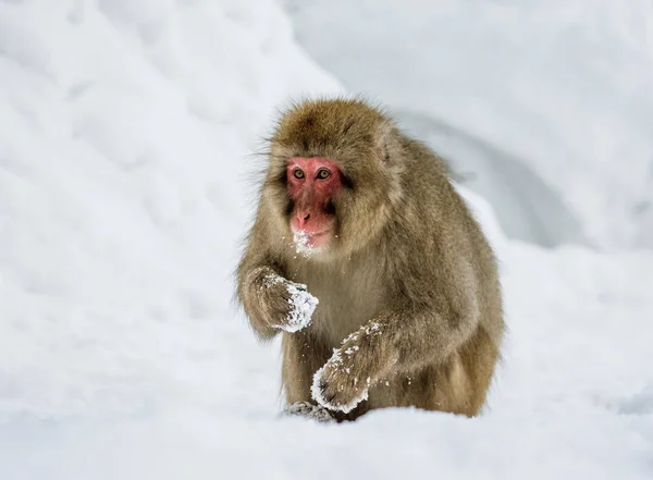 Macaco japonés de pie en la nieve . —  Fotos de Stock