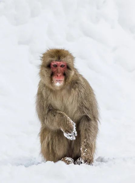 Ιαπωνική Macaque στέκεται στο χιόνι. — Φωτογραφία Αρχείου