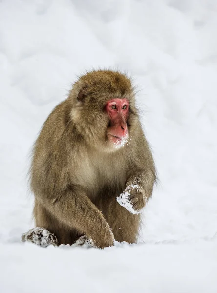Portret van sneeuw makaak — Stockfoto