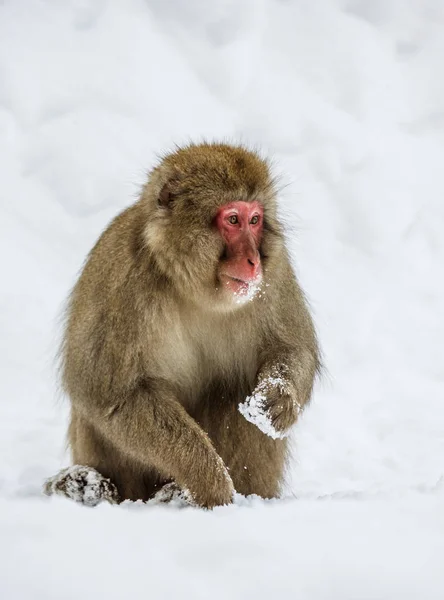 Retrato de macaco de neve — Fotografia de Stock