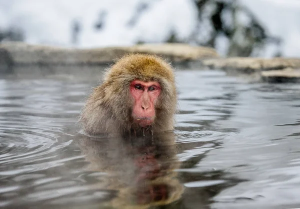Japanese macaque in hot spring — Stock Photo, Image